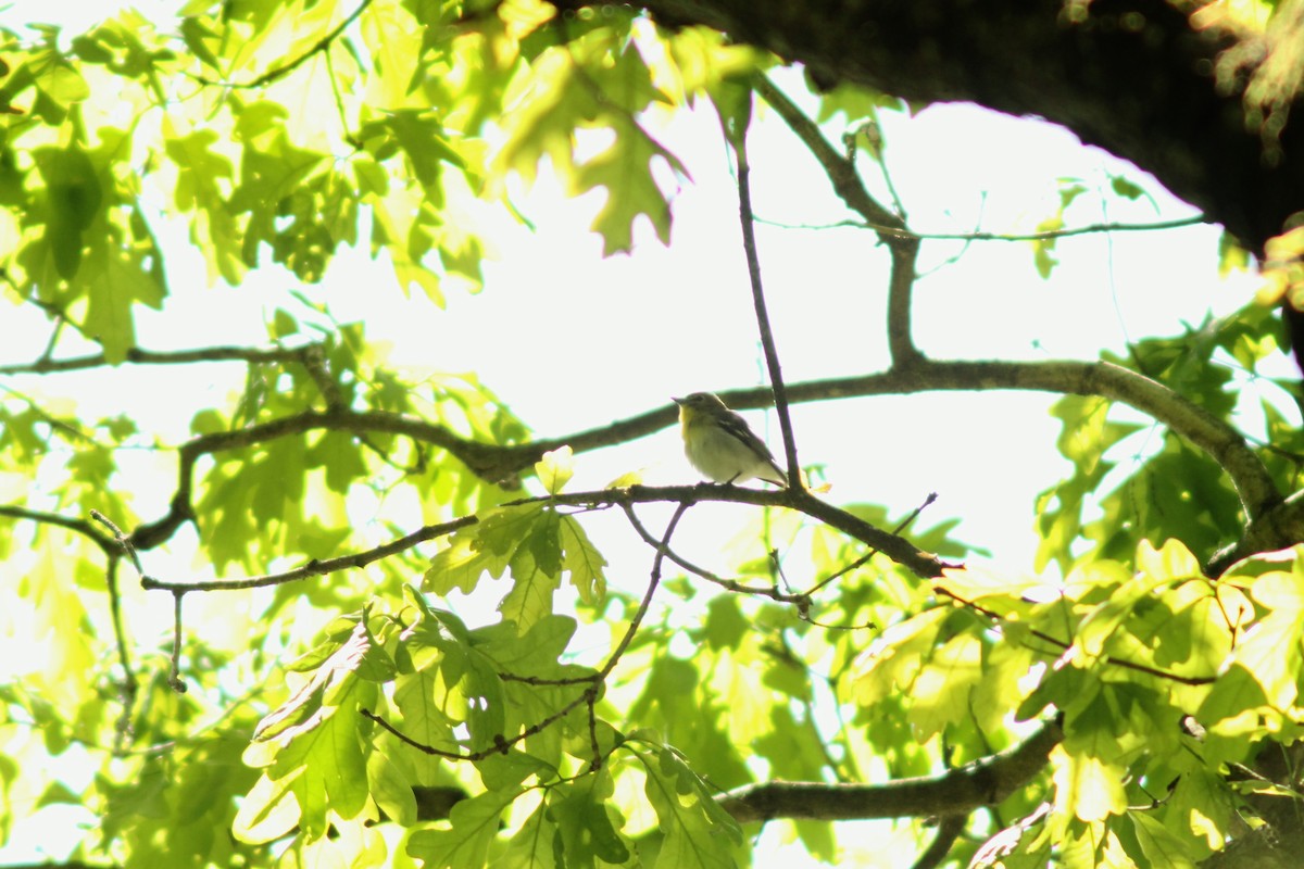 Vireo Gorjiamarillo - ML160014601