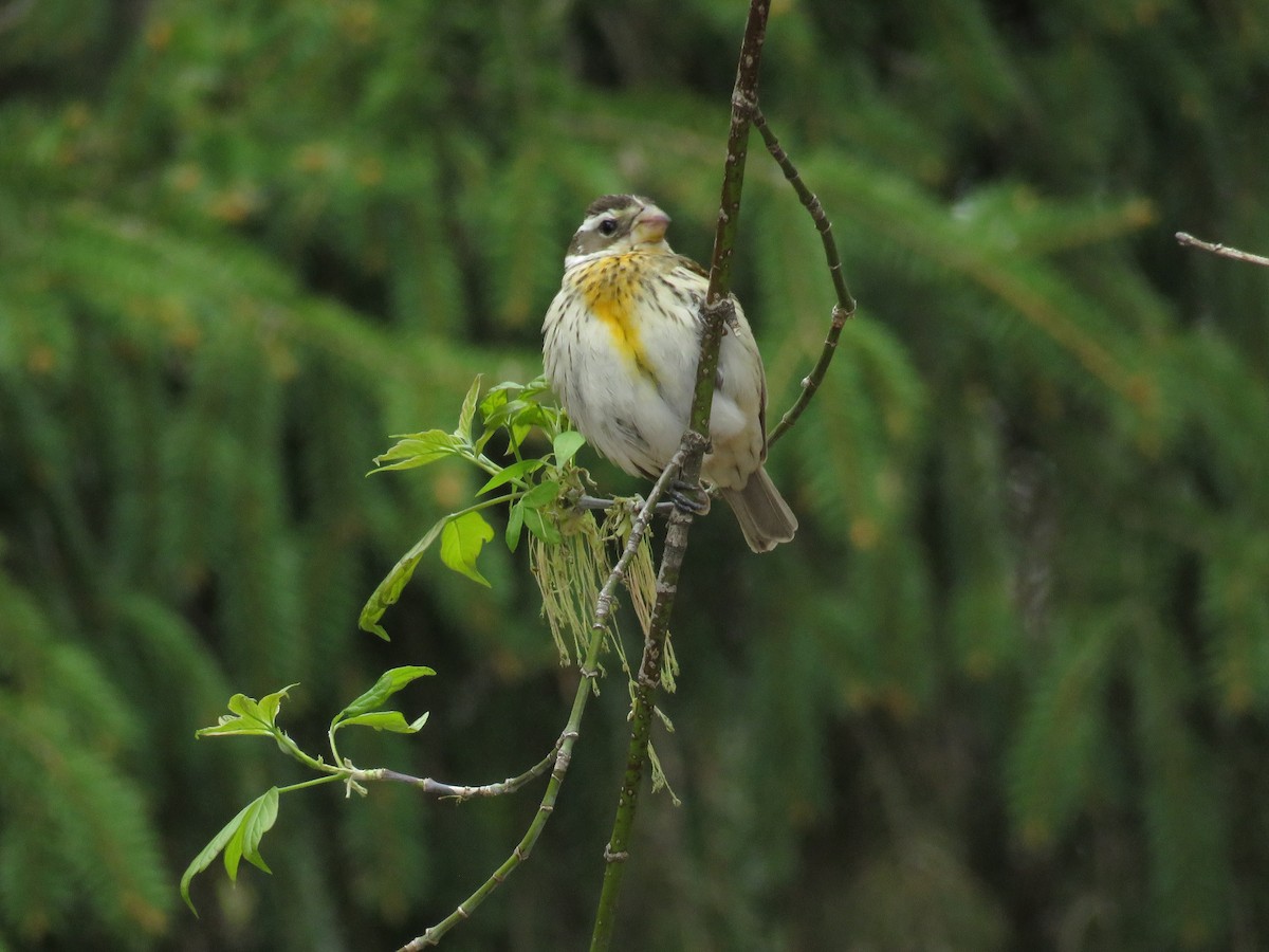 Rose-breasted Grosbeak - ML160017181