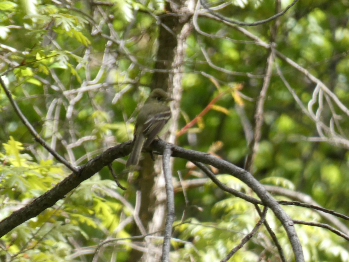 Western Flycatcher (Cordilleran) - ML160017411