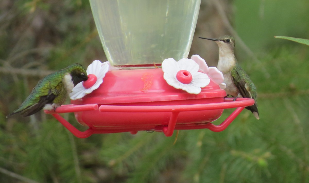 Ruby-throated Hummingbird - ML160017631