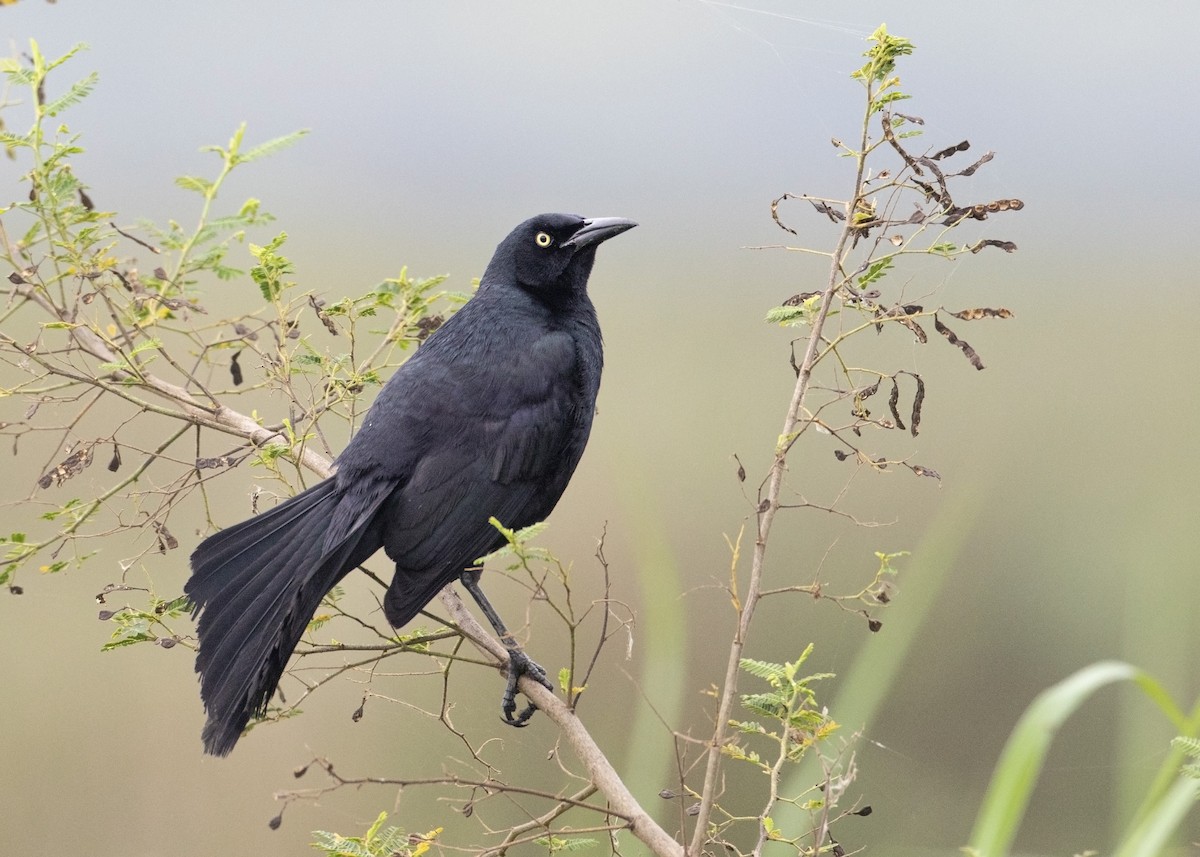 Nicaraguan Grackle - Guillermo Saborío Vega