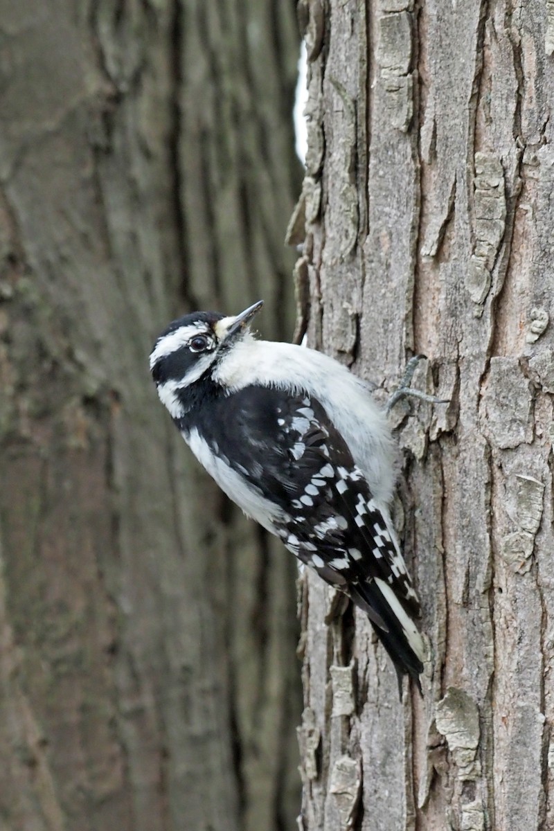 Downy Woodpecker - Charley Hesse TROPICAL BIRDING