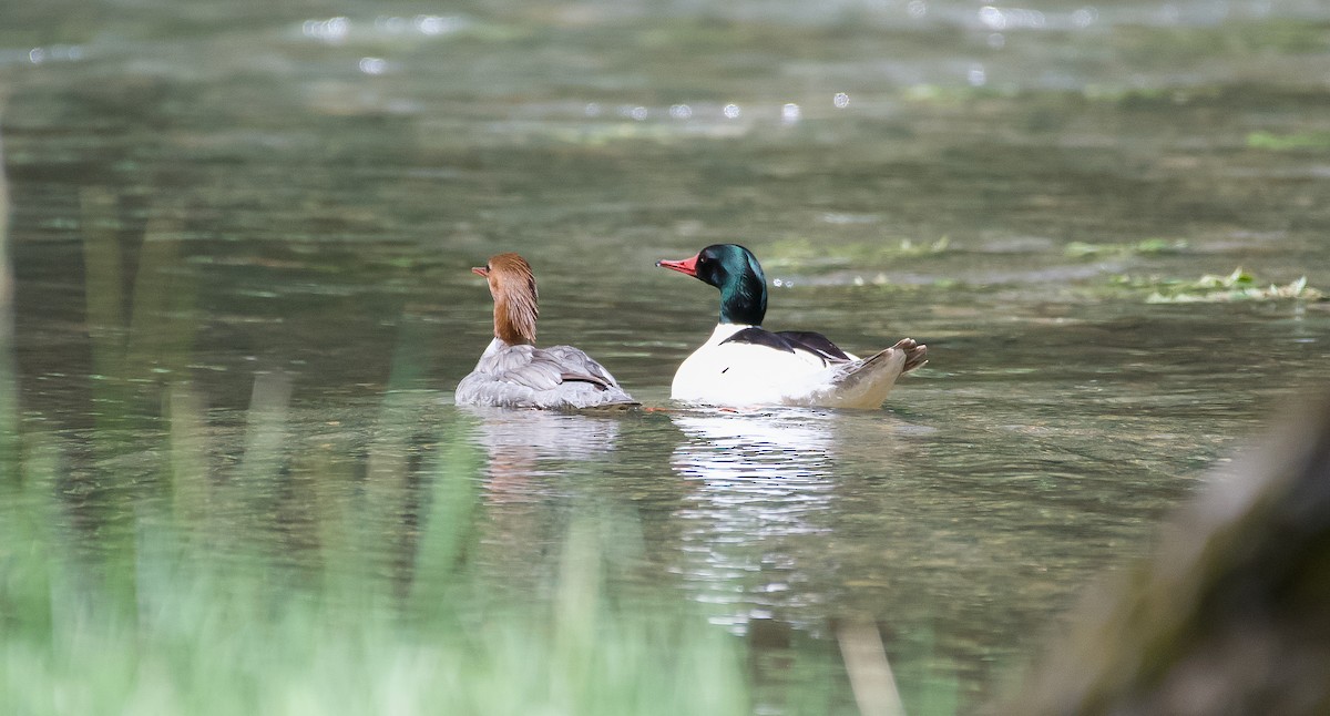 Common Merganser - ML160022011