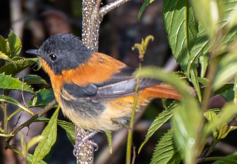 Black-and-orange Flycatcher - Anu Anto