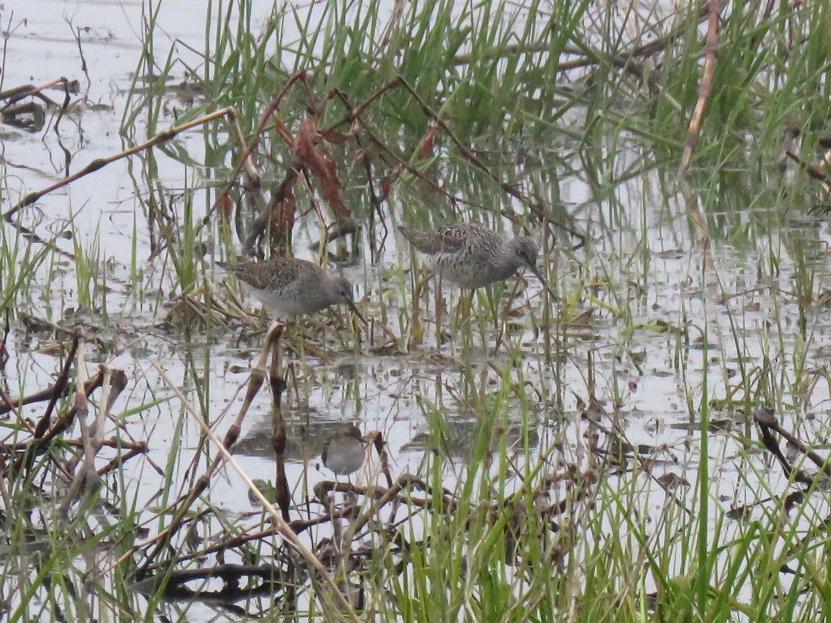 Greater Yellowlegs - ML160024861