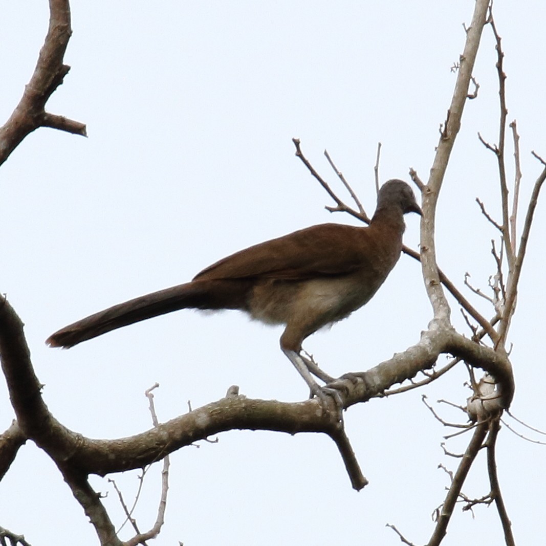 Gray-headed Chachalaca - ML160027001