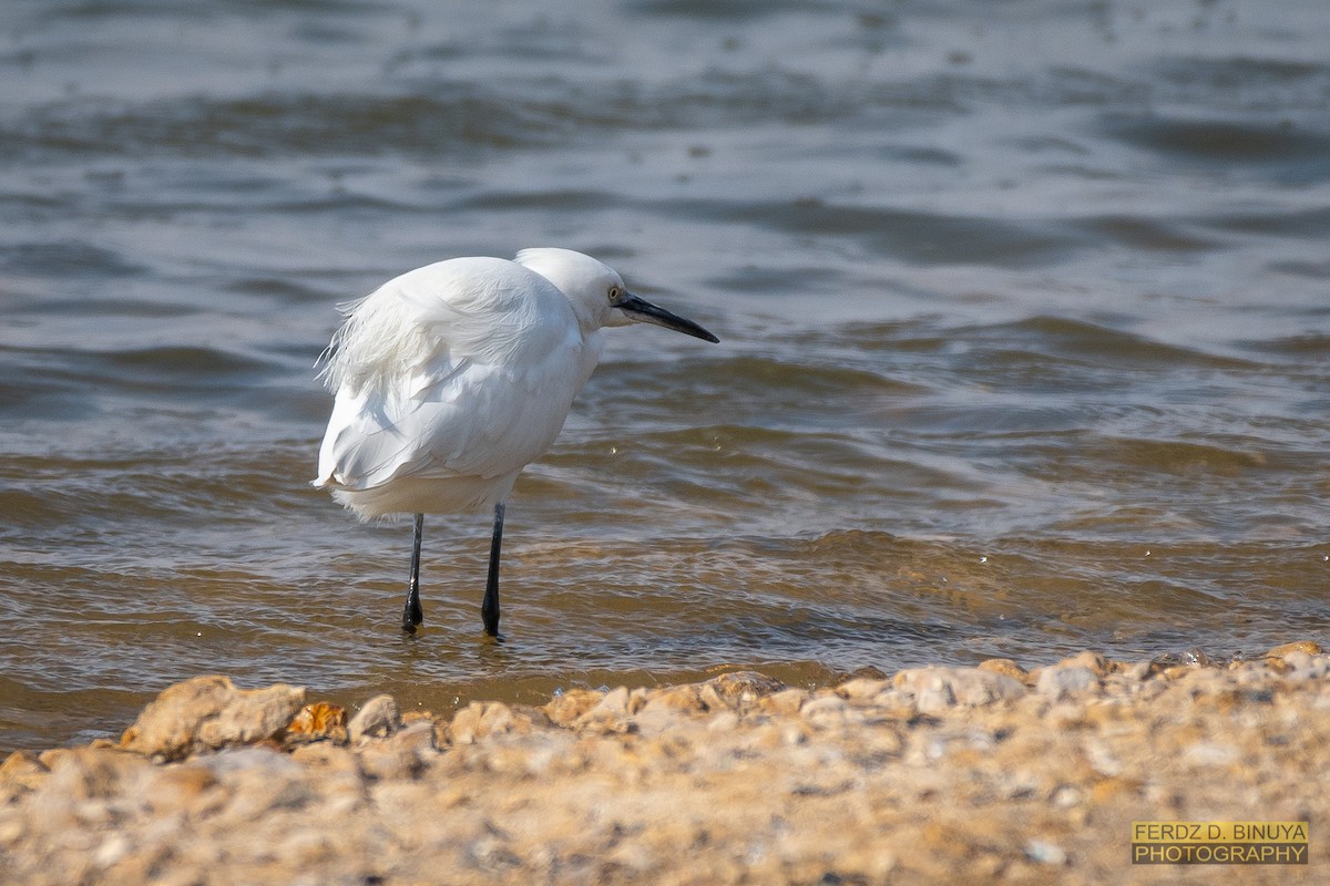 Little Egret - ML160027441