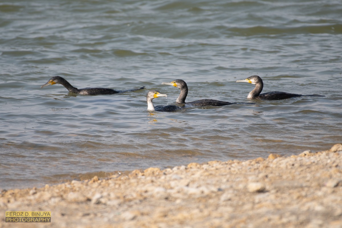 Cormorán Grande - ML160027541