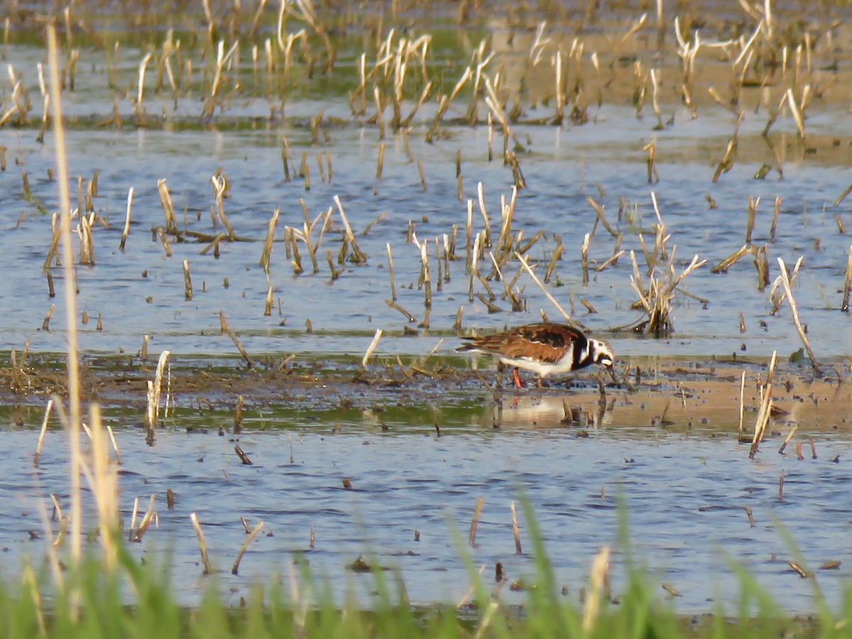 Ruddy Turnstone - ML160028171