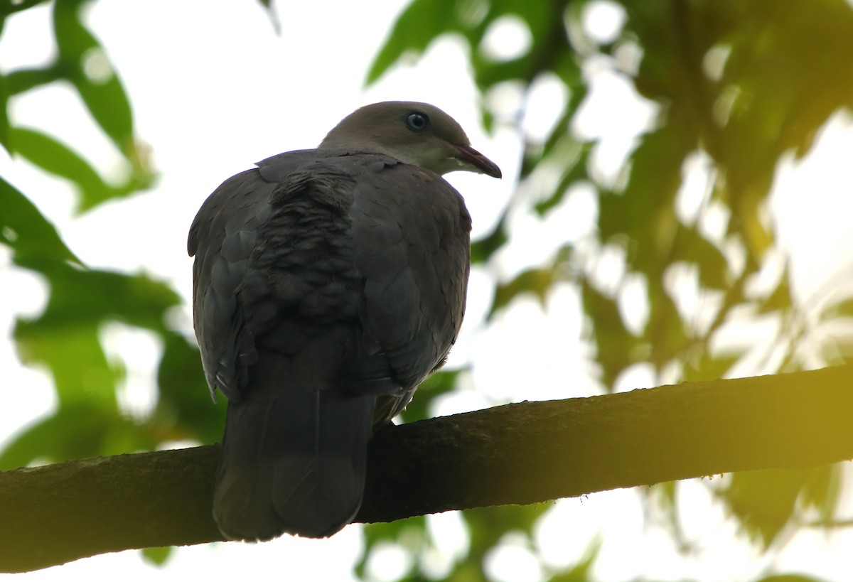 Mountain Imperial-Pigeon - ML160028351