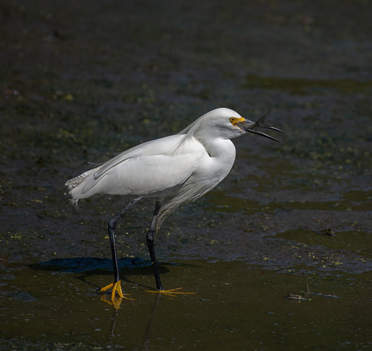 Snowy Egret - Marc Regnier