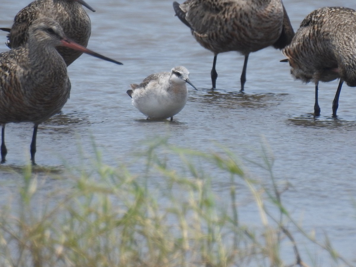 Wilson's Phalarope - ML160032761