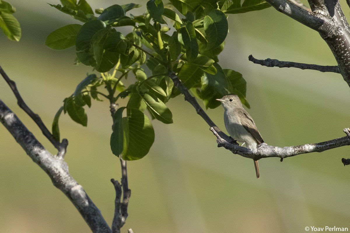 Rusty-tailed Flycatcher - ML160033041