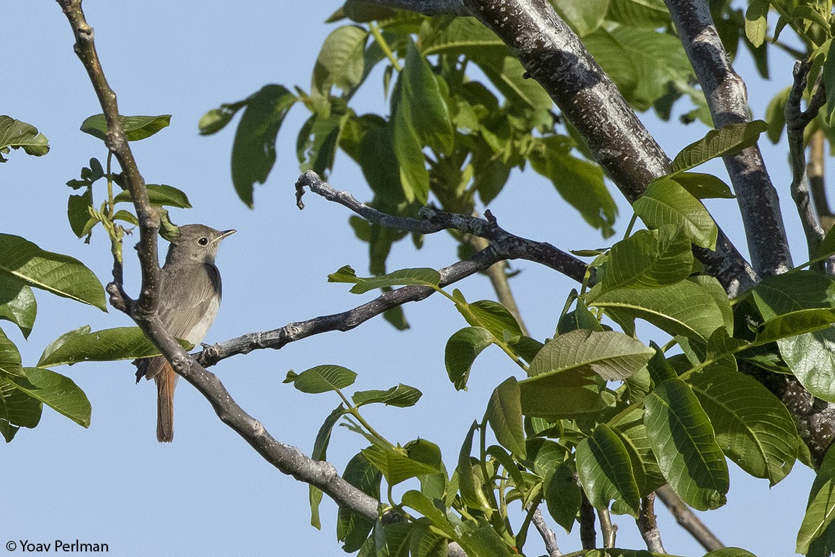 Rusty-tailed Flycatcher - ML160033051