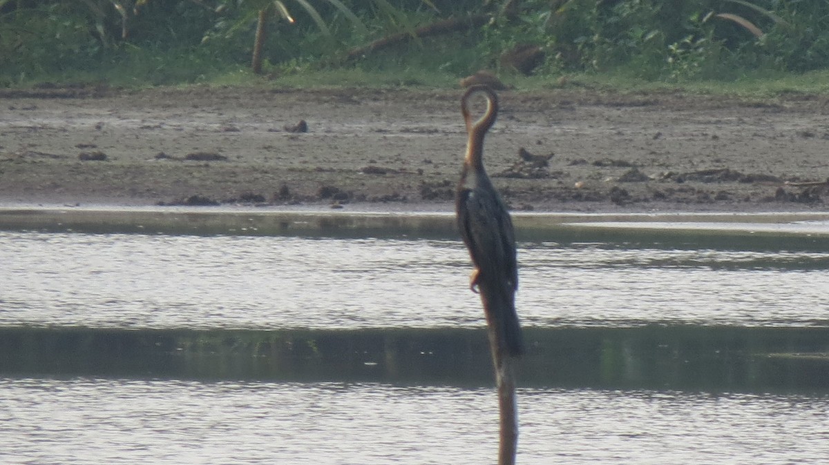 Orient-Schlangenhalsvogel - ML160033401