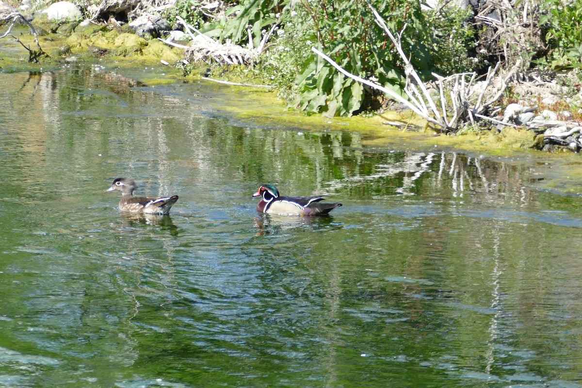Wood Duck - ML160033471