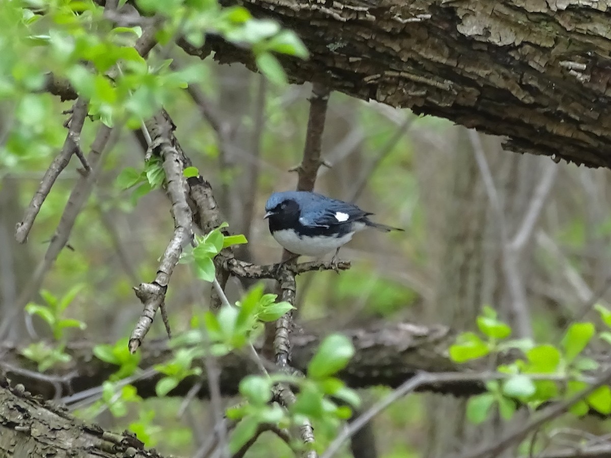 Black-throated Blue Warbler - Keith Wickens