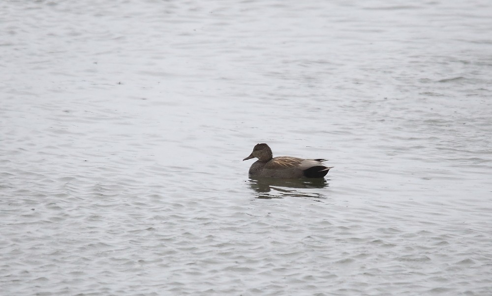 Gadwall - ML160033981