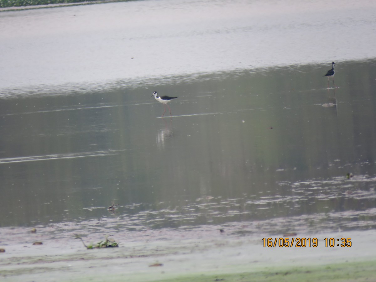 Black-necked Stilt - ML160034471