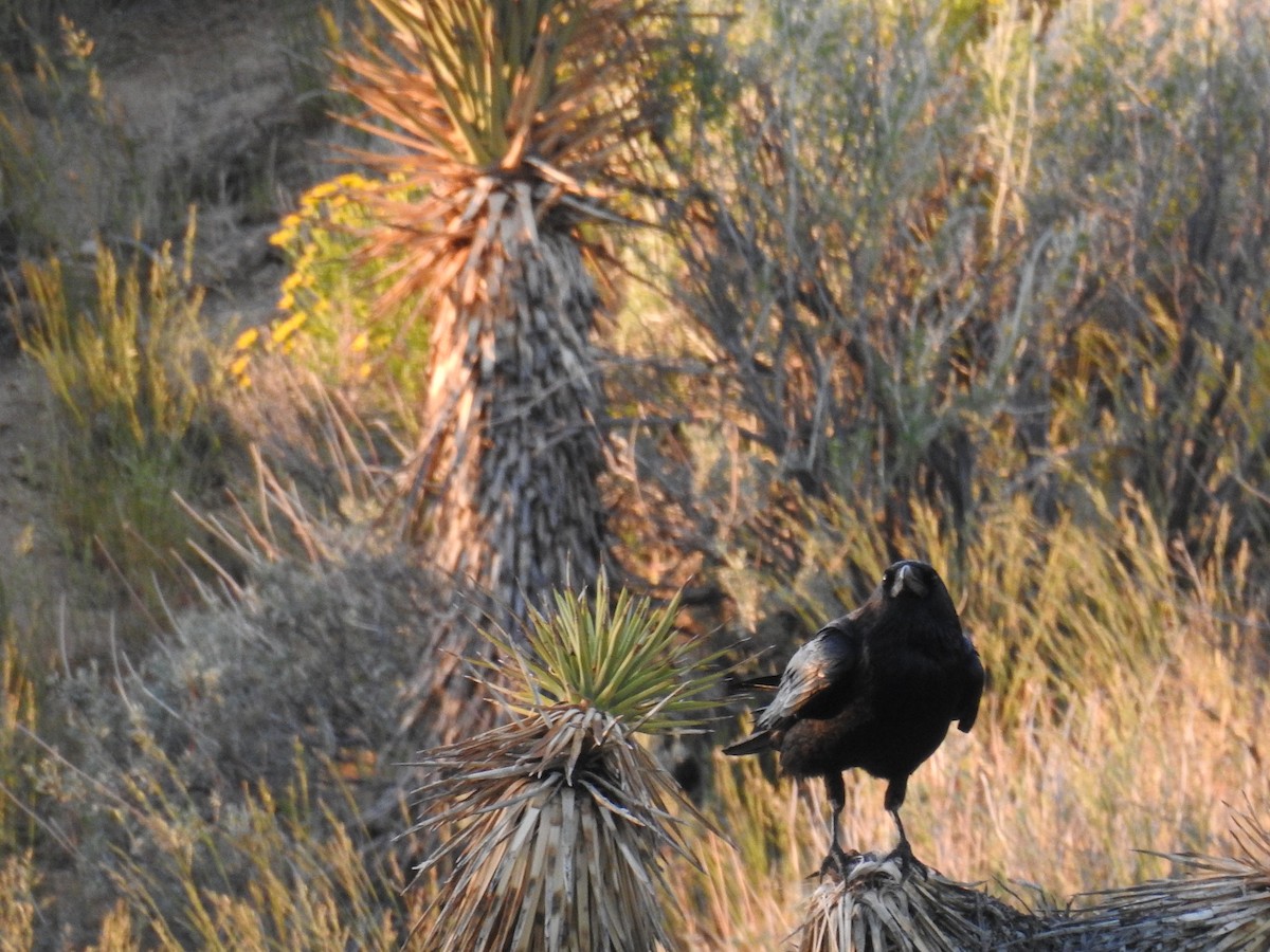 Common Raven - ML160034711