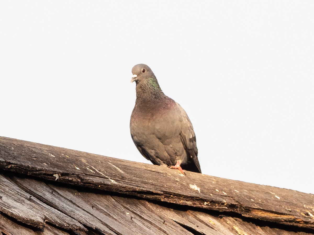 Rock Pigeon (Feral Pigeon) - ML160034721