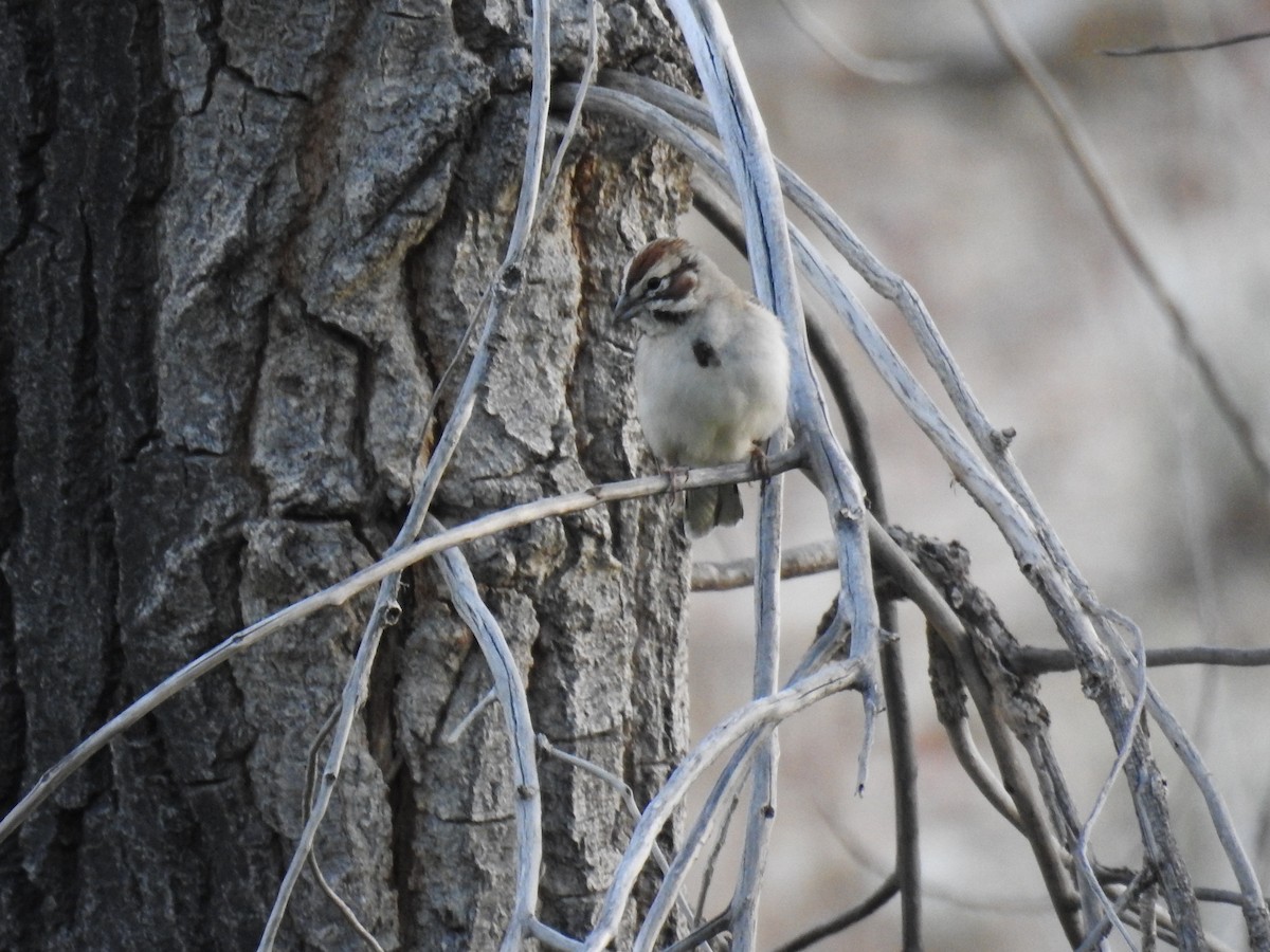 Lark Sparrow - James Maley