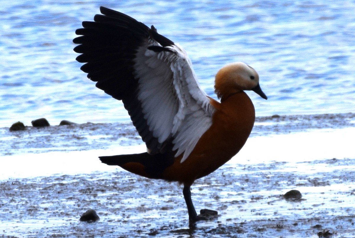 Ruddy Shelduck - ML160035341