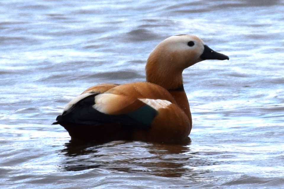 Ruddy Shelduck - ML160035361