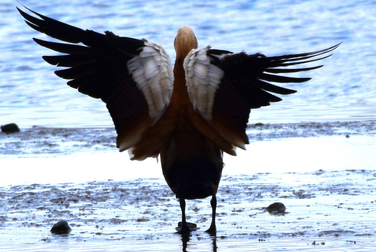 Ruddy Shelduck - ML160035471