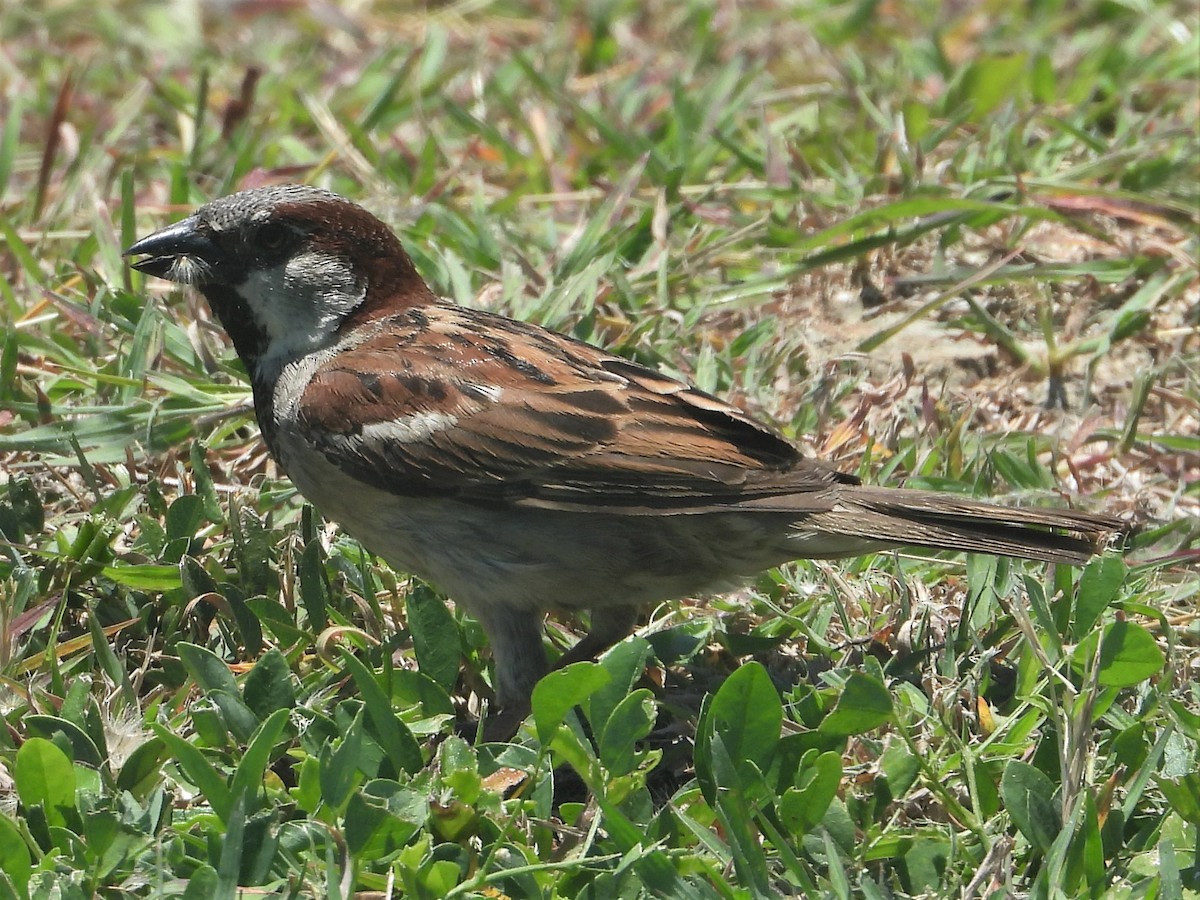 House Sparrow - Gil Aburto-Avila