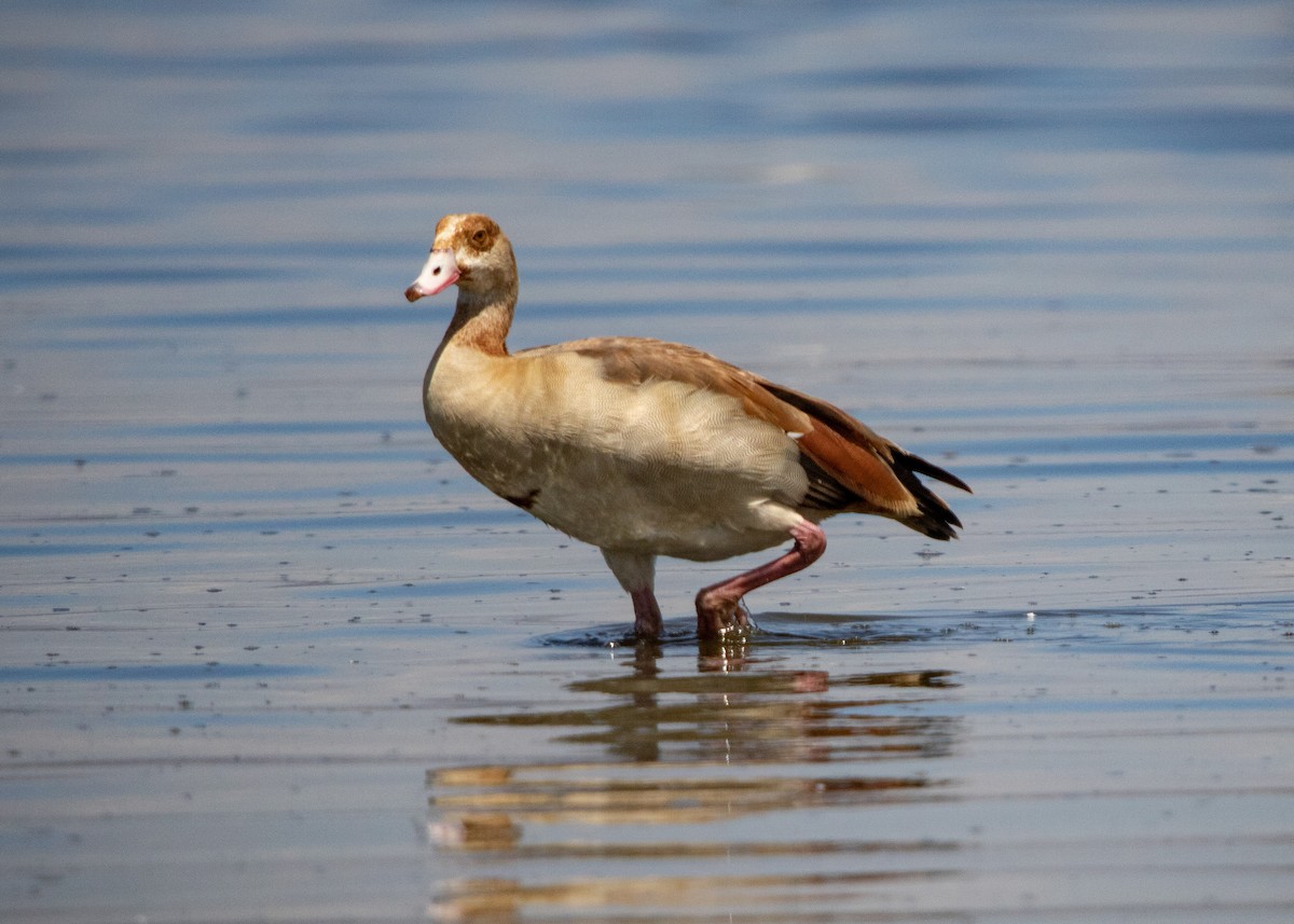 Egyptian Goose - Gaetan Morin