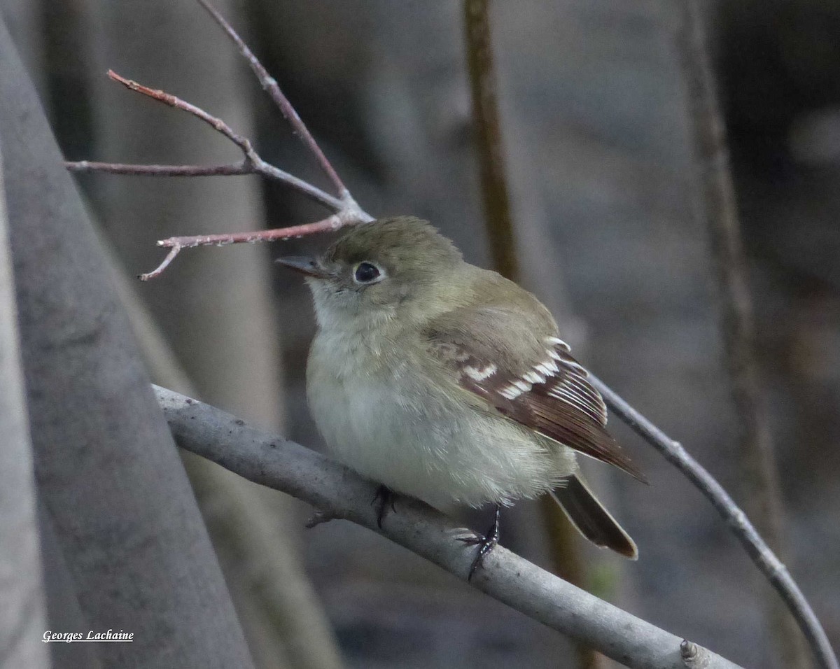 Least Flycatcher - ML160039031