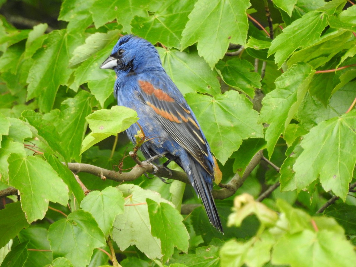 Guiraca bleu - ML160039321