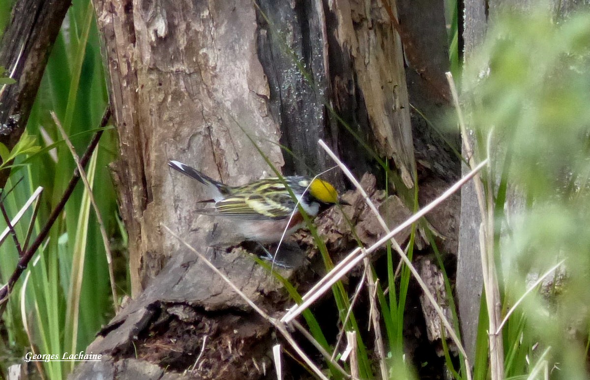 Chestnut-sided Warbler - ML160039591