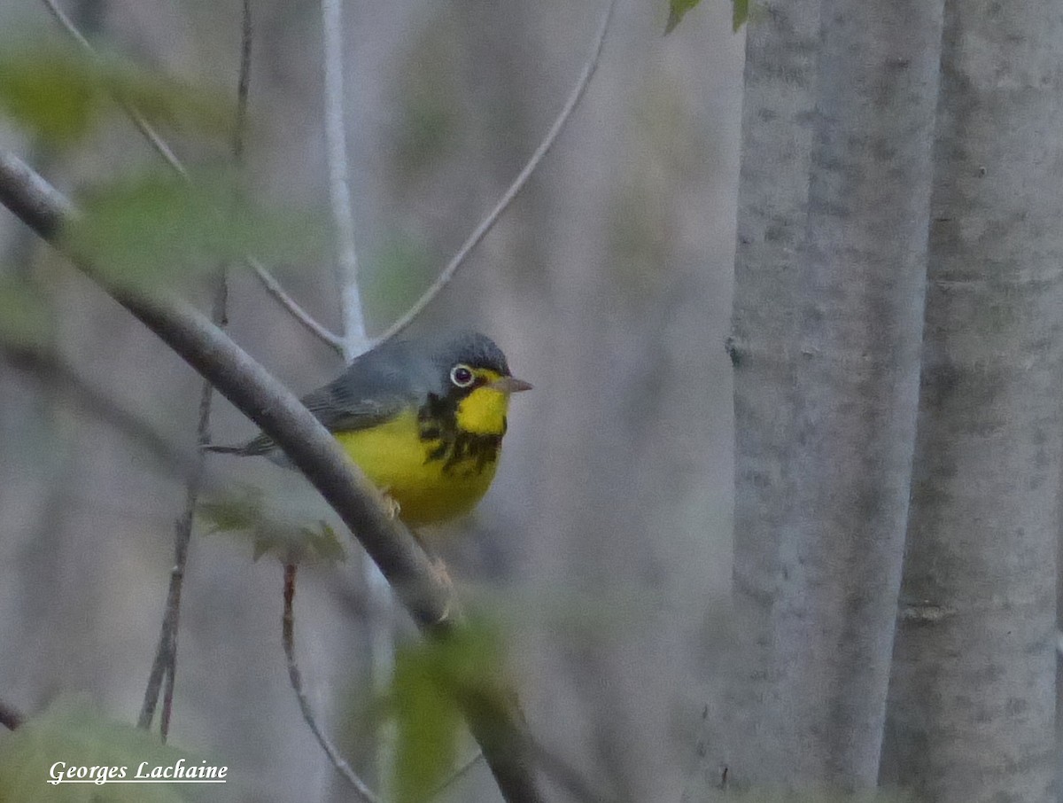 Canada Warbler - ML160039691