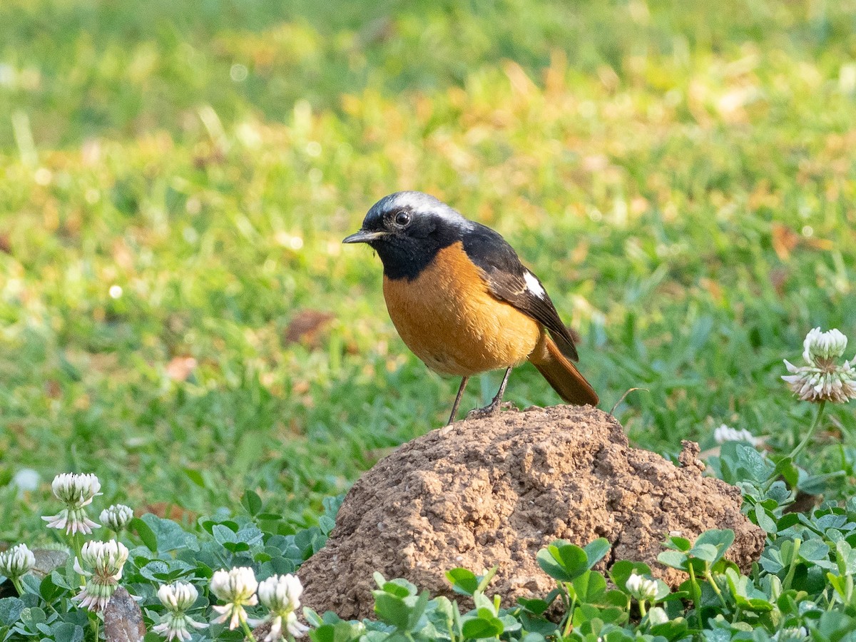 Daurian Redstart - Steve McInnis