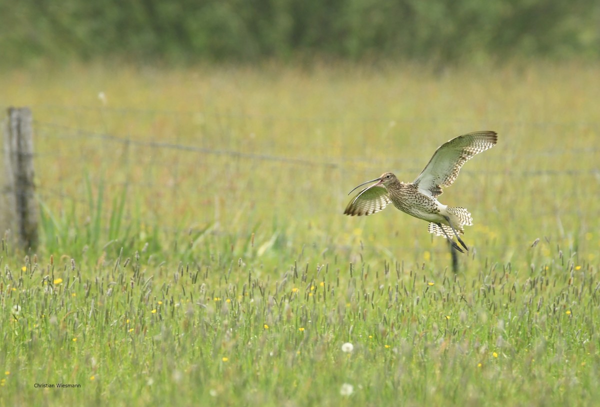 Eurasian Curlew - ML160043621