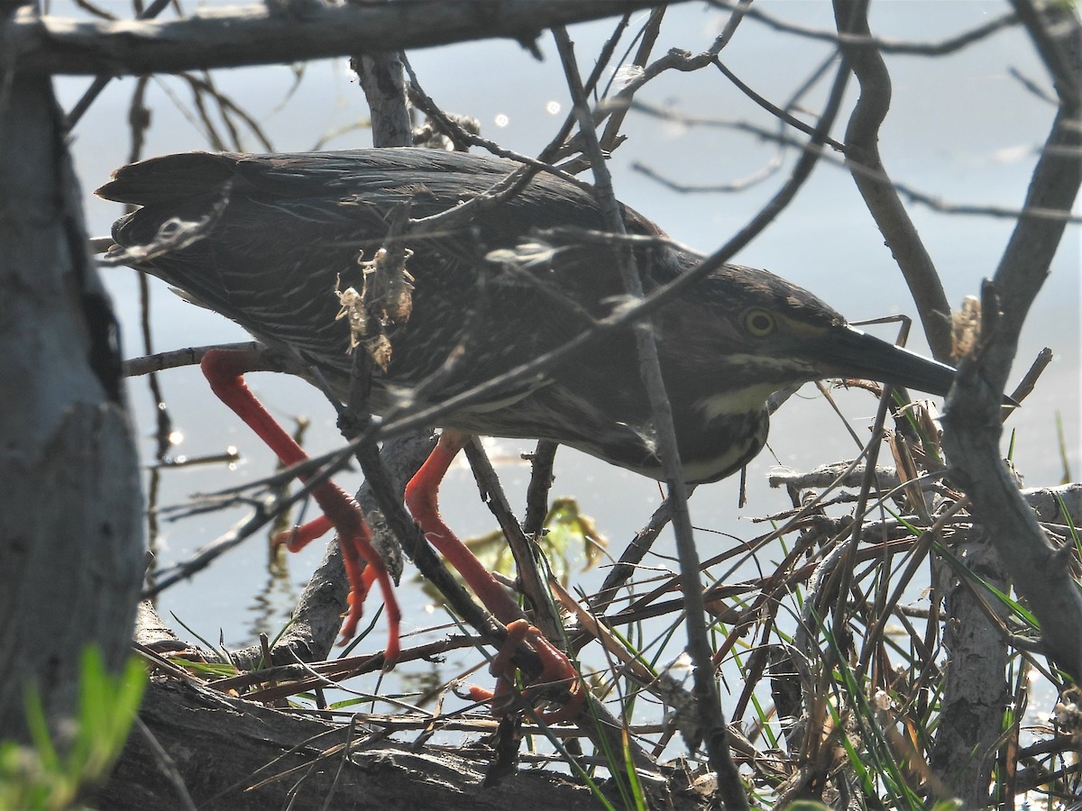 Green Heron - ML160044181