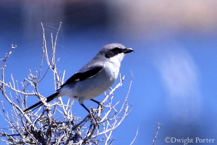 Loggerhead Shrike - ML160044211