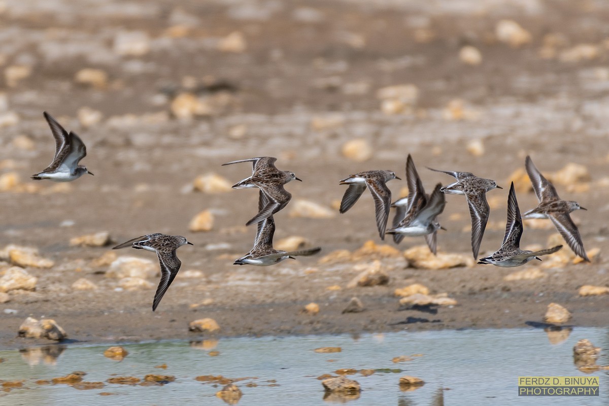 Little Stint - ML160045301