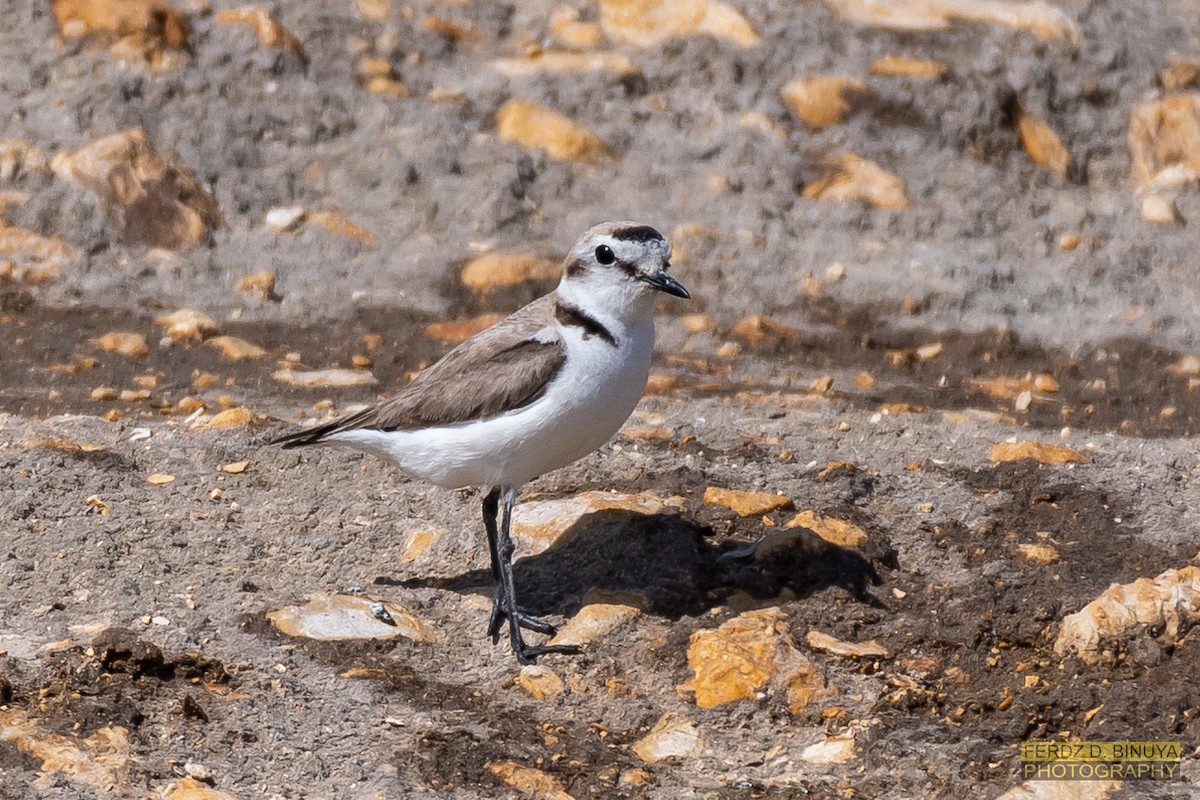 Kentish Plover - ML160045681