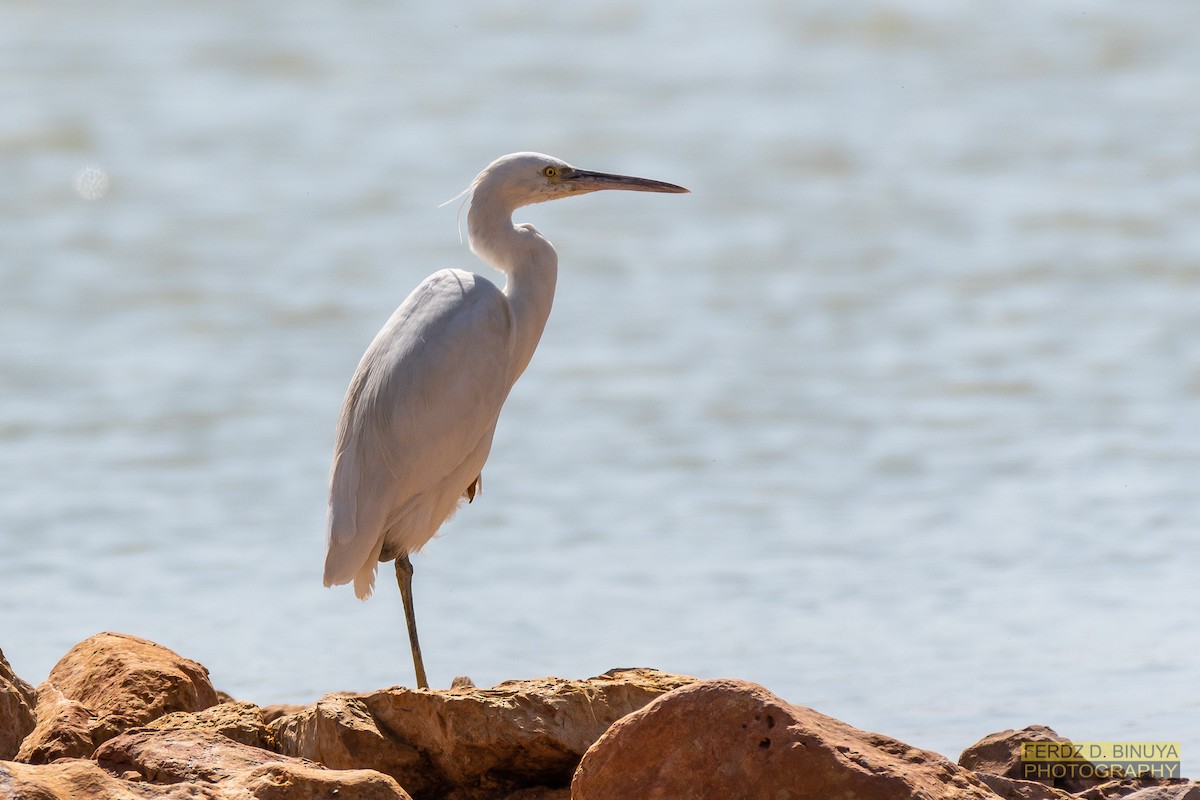 Western Reef-Heron - Ferdinand Binuya