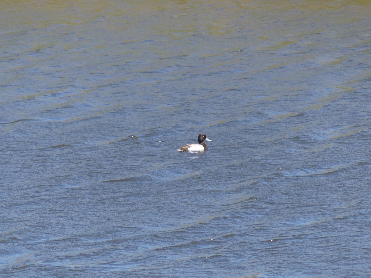 Lesser Scaup - ML160046001