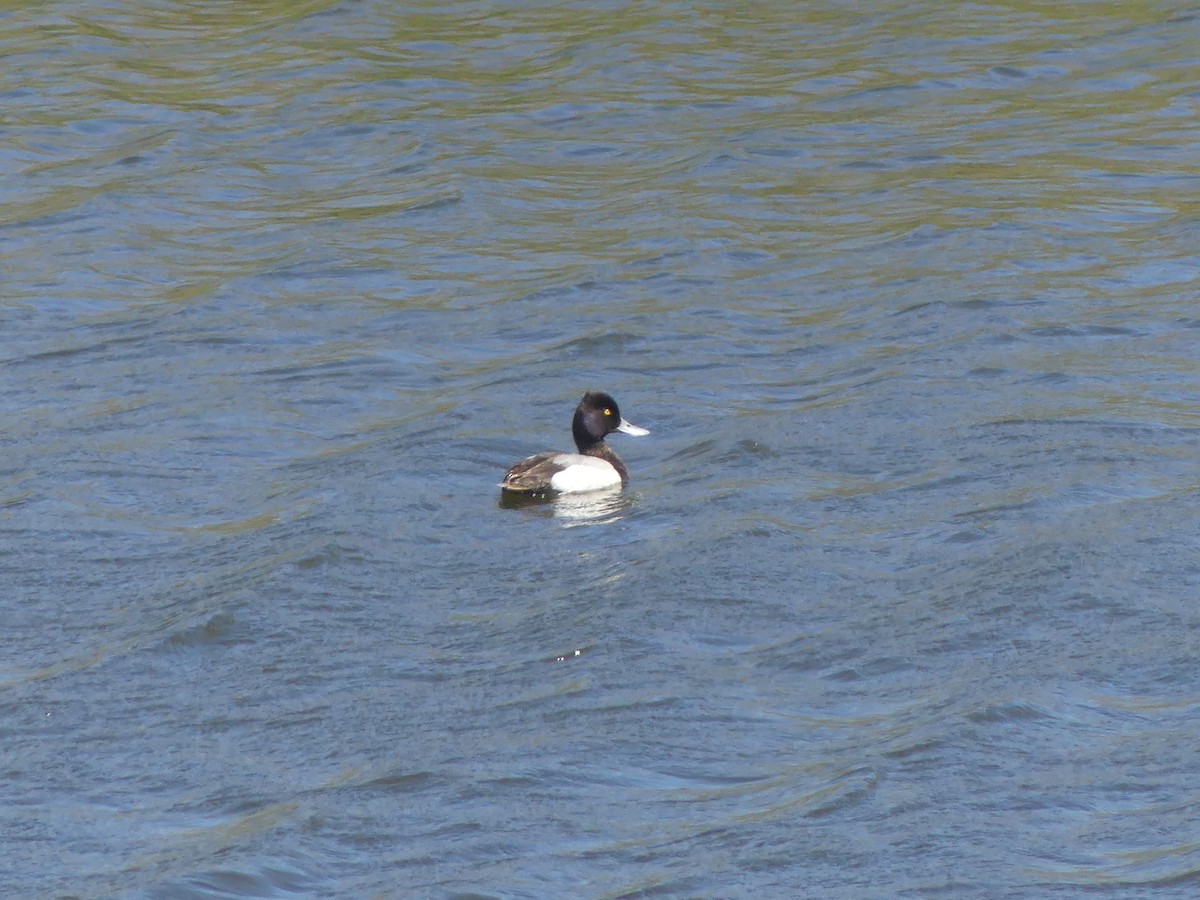 Lesser Scaup - Larry Zirlin