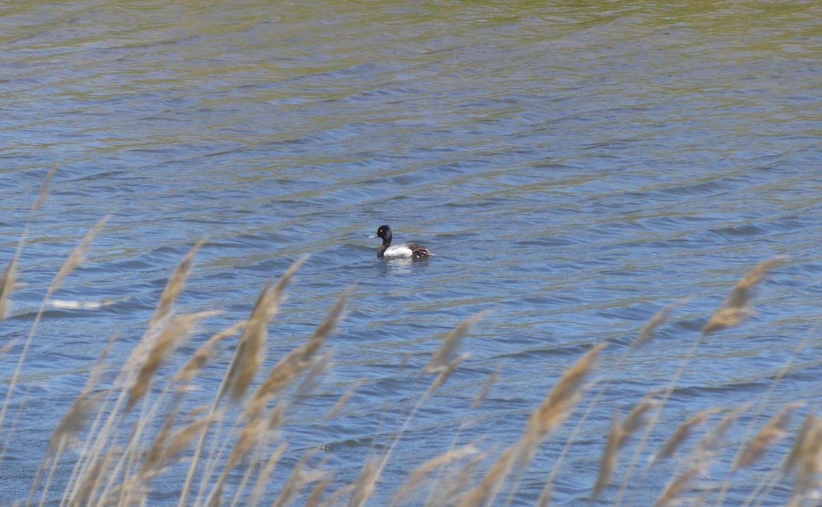 Lesser Scaup - ML160046051