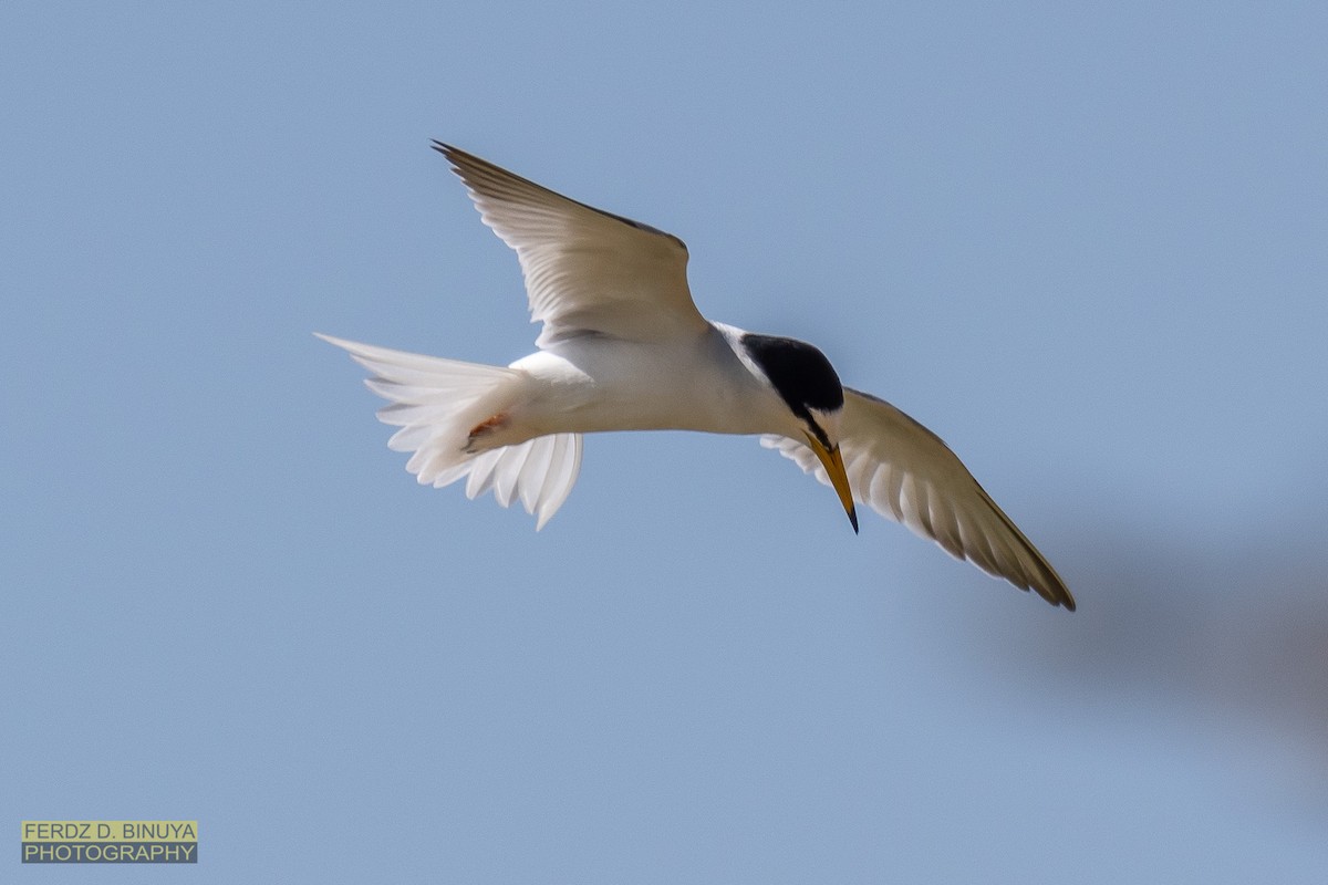 Little Tern - ML160046421