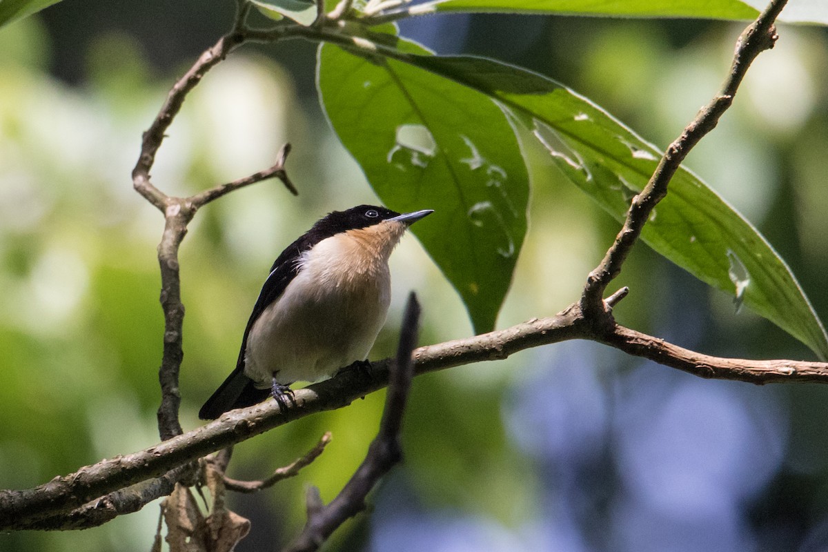 Southern Hyliota - Peter  Steward