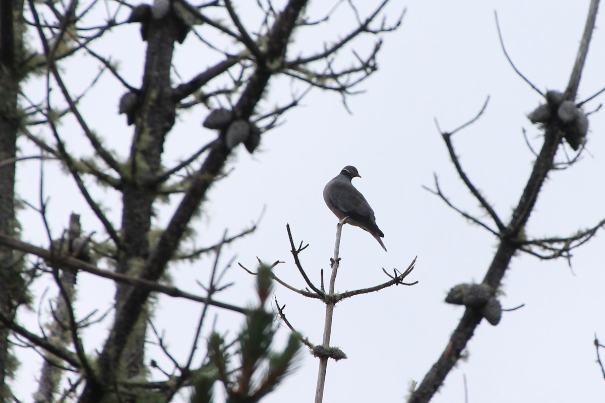 Band-tailed Pigeon - ML160048071