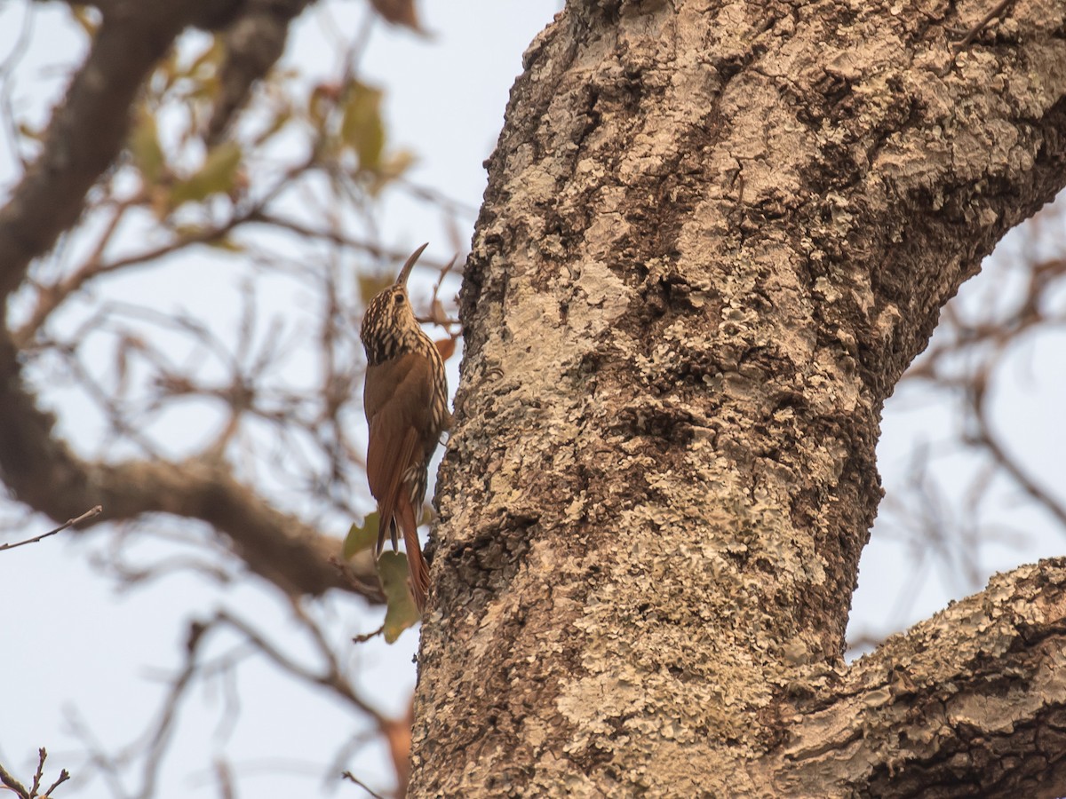 White-striped Woodcreeper - ML160048091