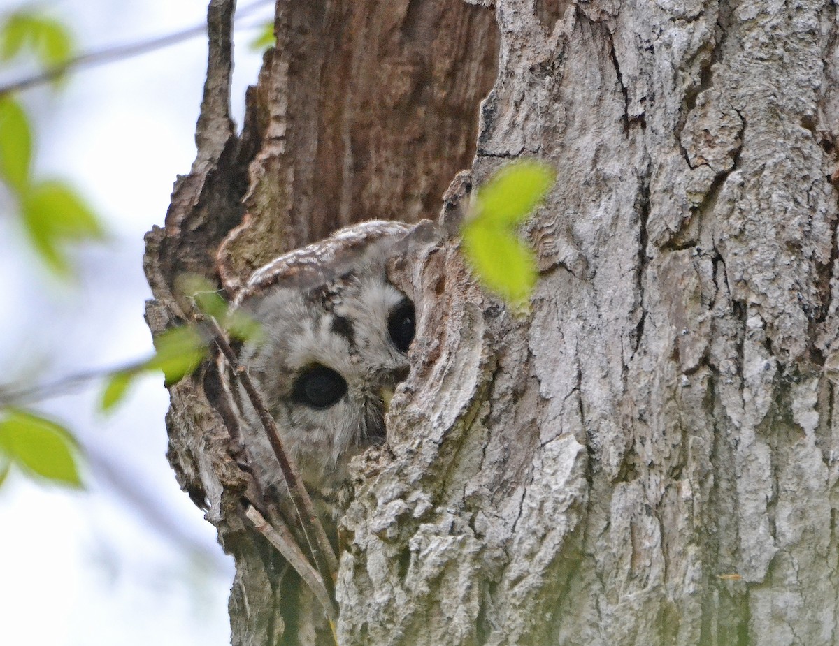 Barred Owl - Michael J Good